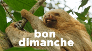 Gif animé Bon dimanche singe